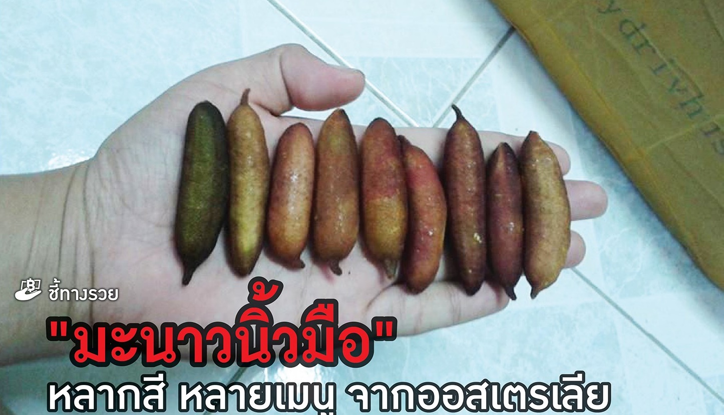 มะนาวนิ้วมือ หลากสี หลายเมนูจาก ออสเตรเลีย