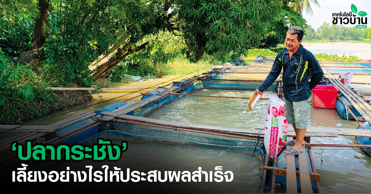 เลี้ยงปลากระชังให้ประสบผลสำเร็จ